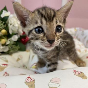 ベンガル【広島県・男の子・2022年7月3日・ブラウンスポッテドタビー】の写真「ﾍﾞﾝｶﾞﾙの子猫生まれました♪」