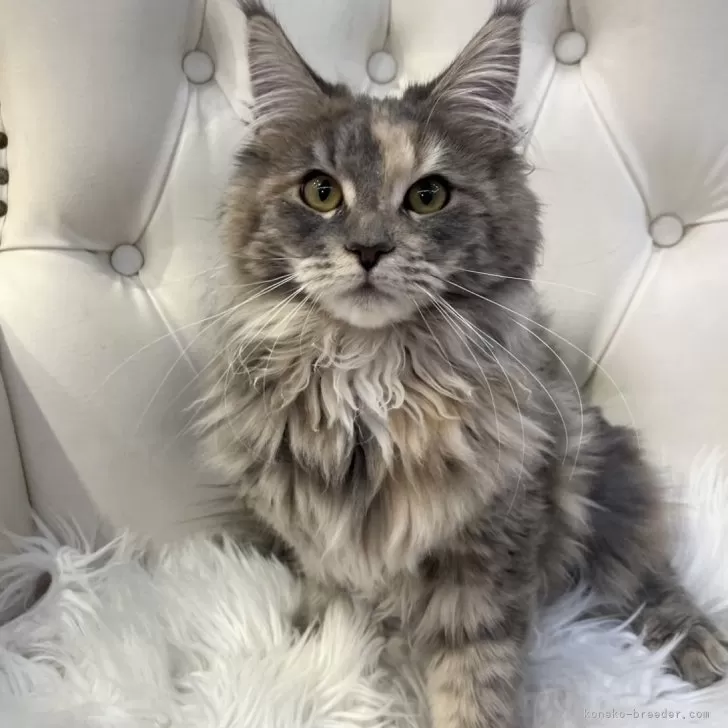 ID:2409-00604の子猫