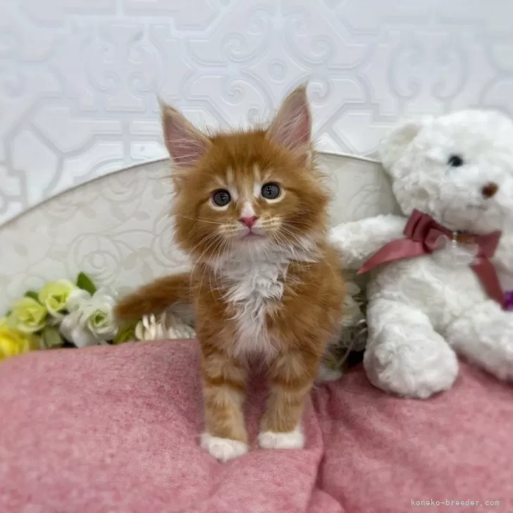ID:2504-01774の子猫