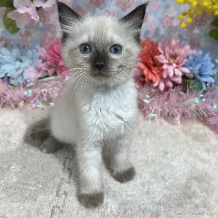 ID:2504-00405の子猫