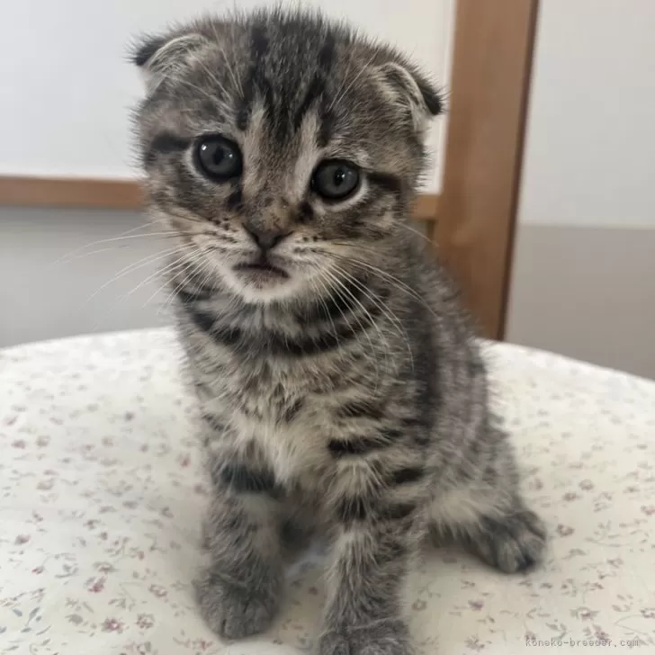 ID:2501-01657の子猫