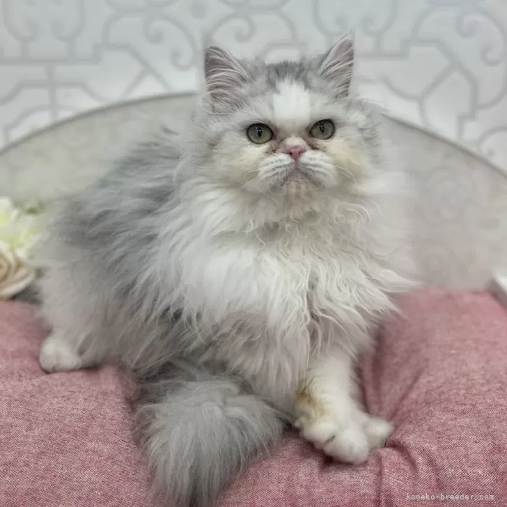 ID:2408-00160の子猫