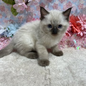ラグドール【広島県・男の子・2025年2月23日・シールポイント】の写真「おめめくりくりで可愛い子☆」