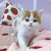 フォールデックス