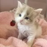 メインクーン