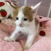 メインクーン