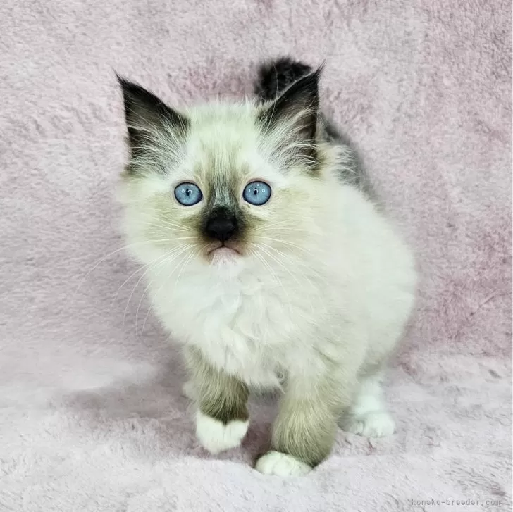 ID:2501-01108の子猫