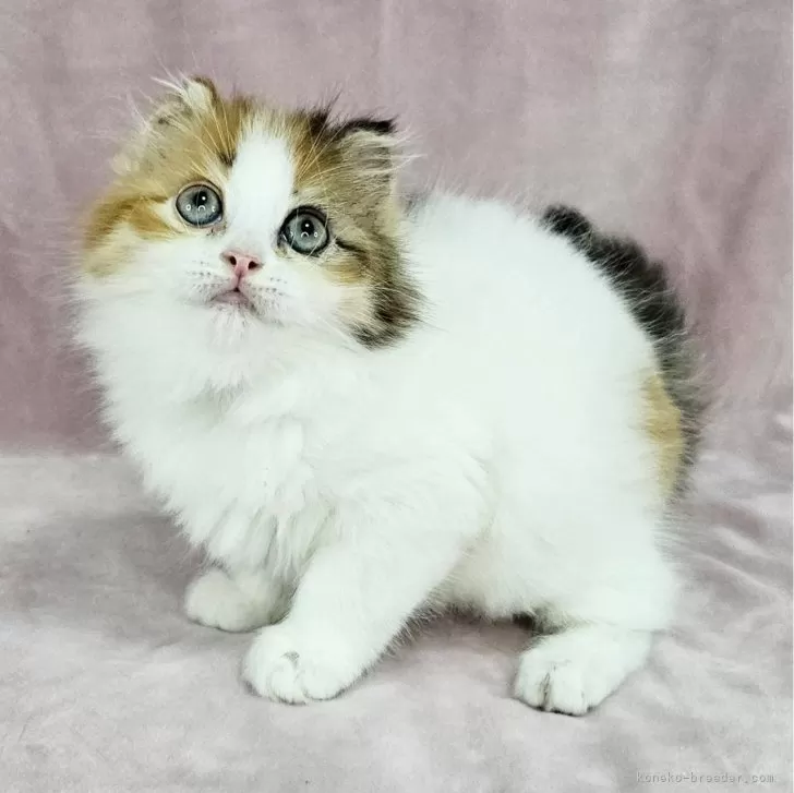 ID:2501-00911の子猫