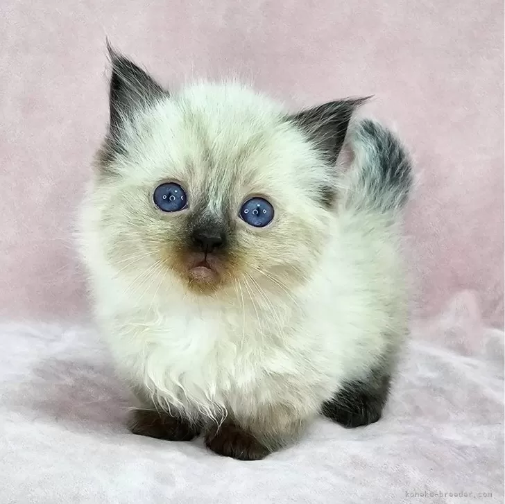 ID:2501-00906の子猫