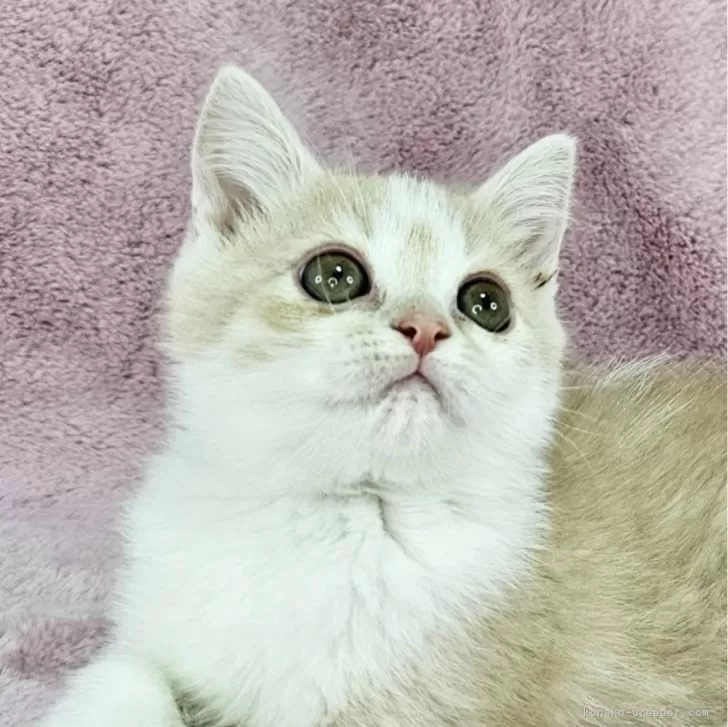 ID:2501-00902の子猫