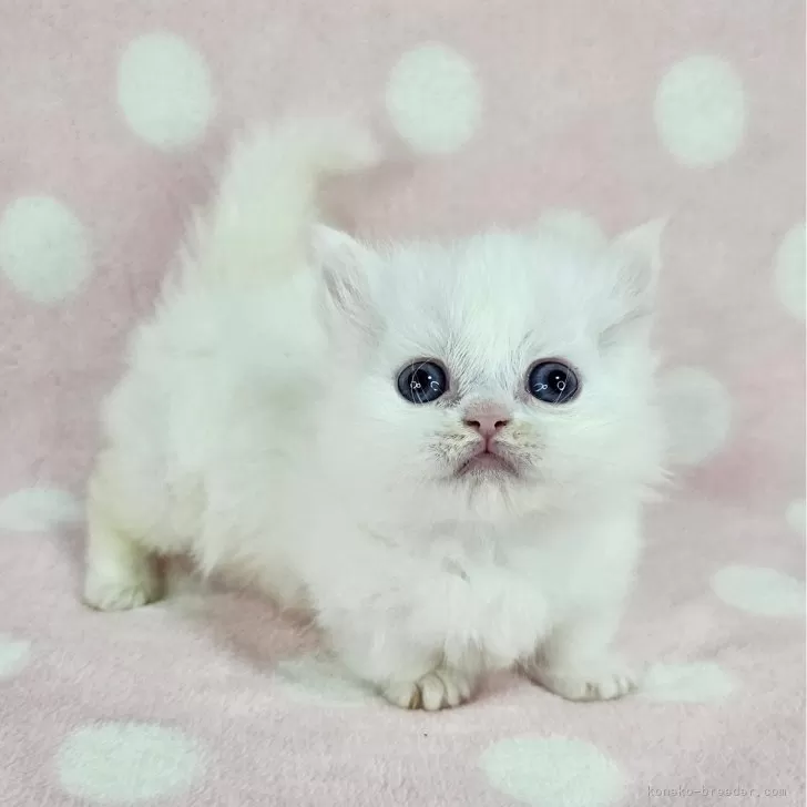 ID:2503-01870の子猫