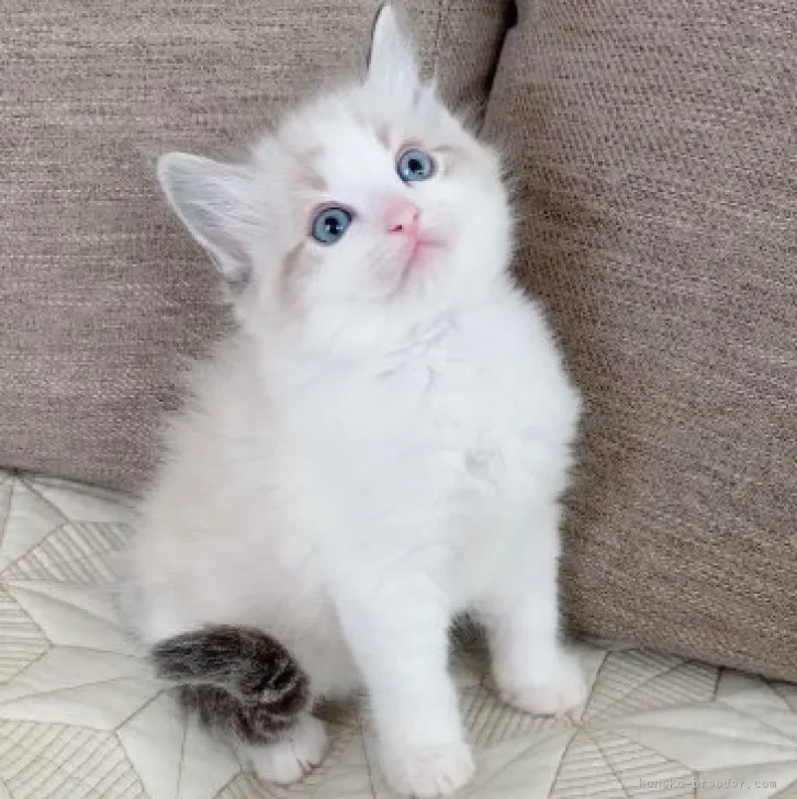 ID:2303-02711の子猫