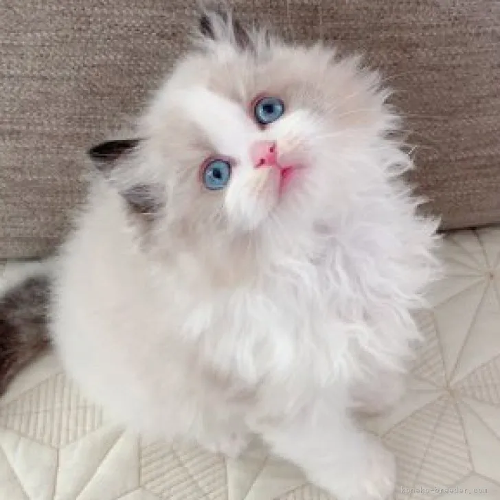 ID:2303-02296の子猫