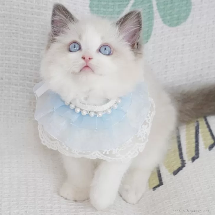 ID:2405-00939の子猫