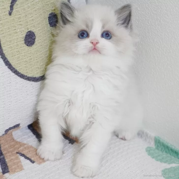 ID:2405-01232の子猫