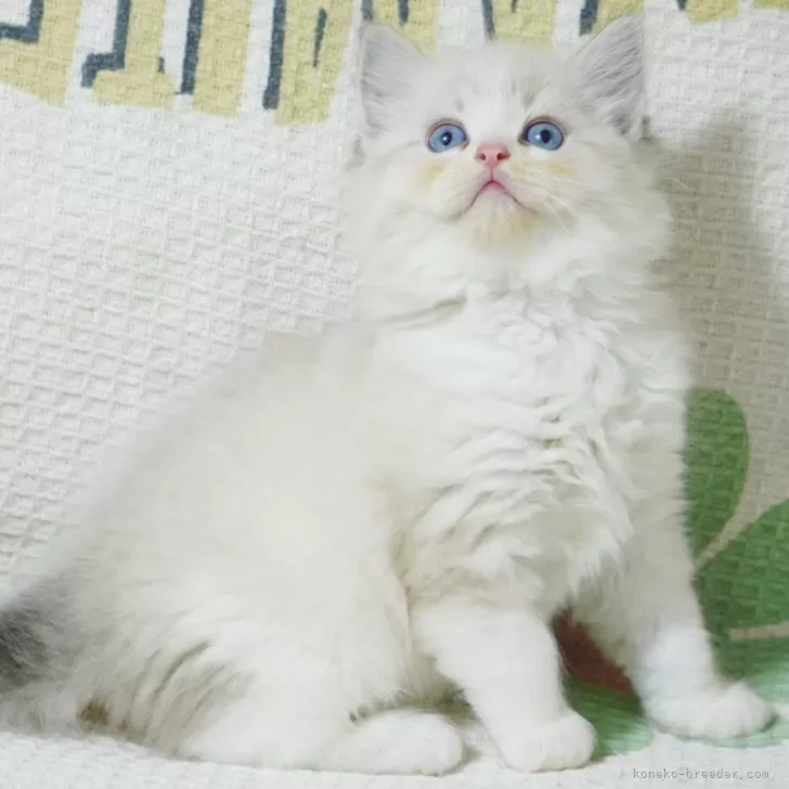 ID:2405-00981の子猫