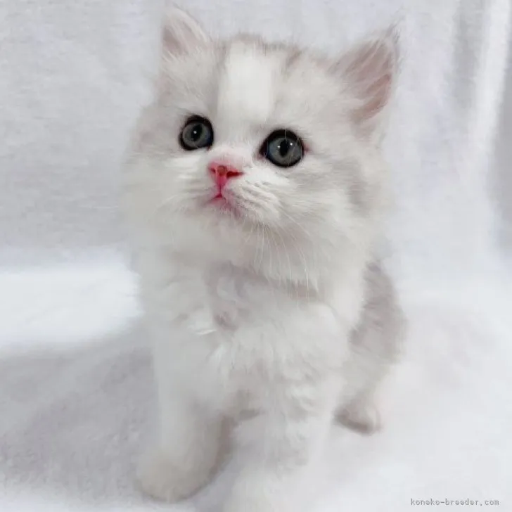 ID:2306-03637の子猫