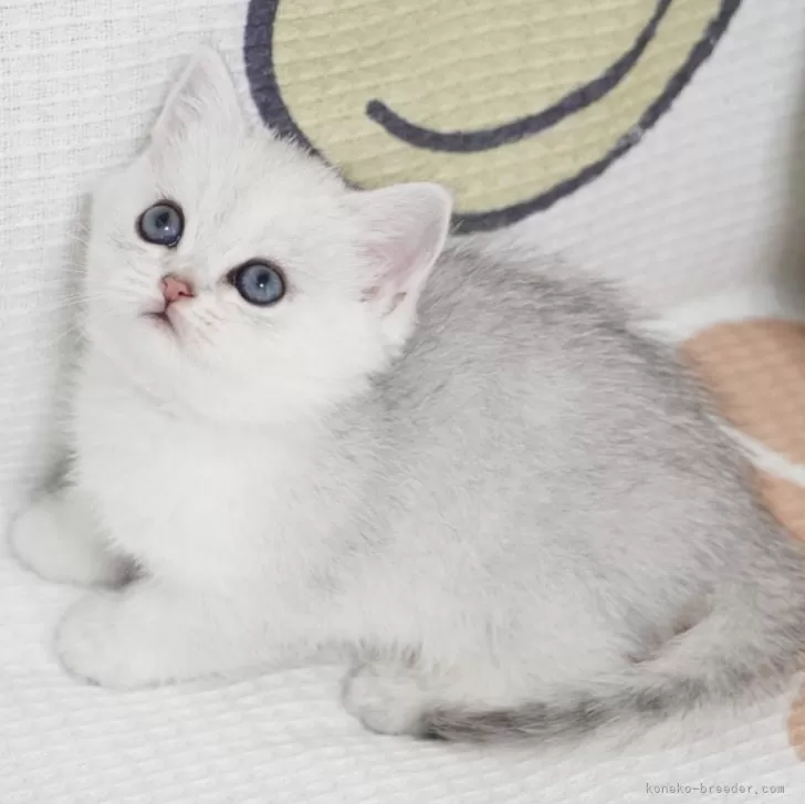 ID:2409-03124の子猫