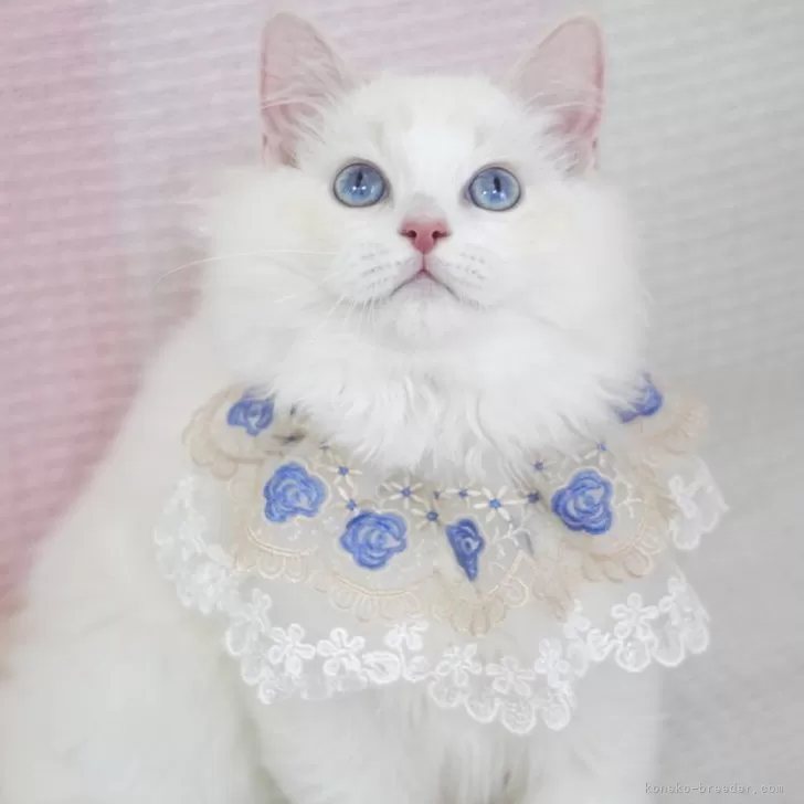 ラグドール【茨城県・男の子・2025年2月11日・クリームリンクスポイントバイカラー】の写真1