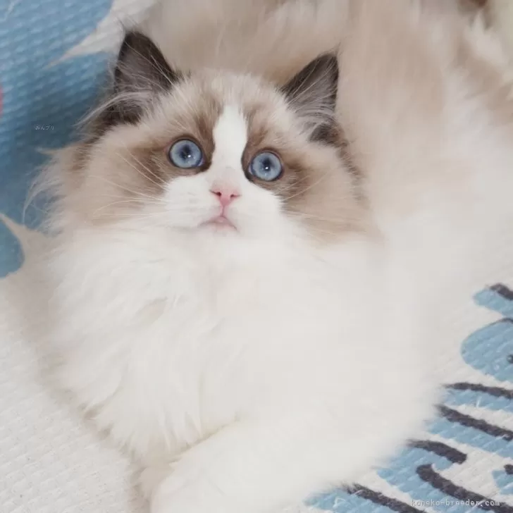 ID:2502-00072の子猫