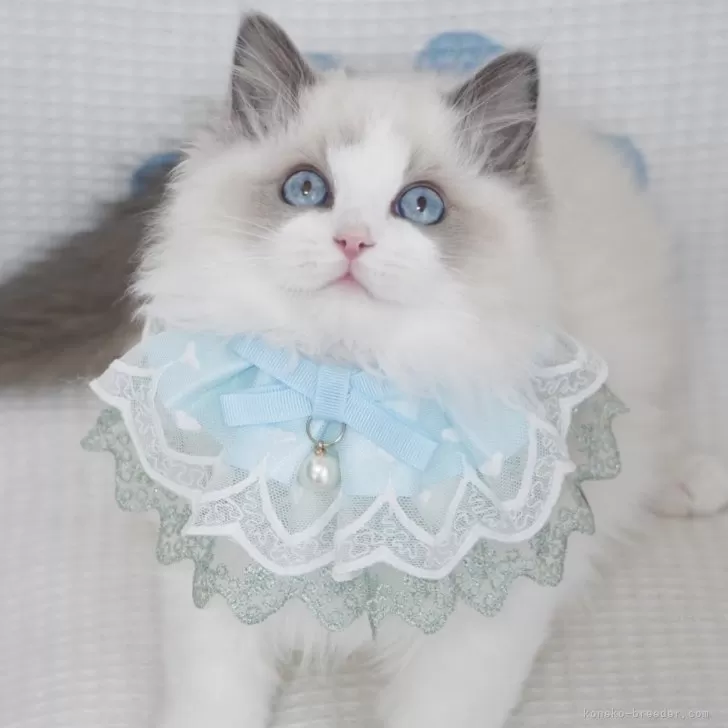 ID:2501-01951の子猫