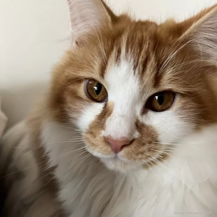 ID:2407-00223の子猫