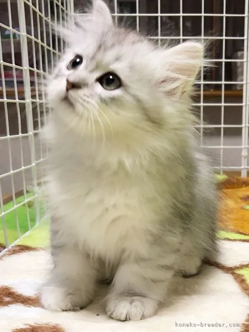 ID：2111-01100の子猫