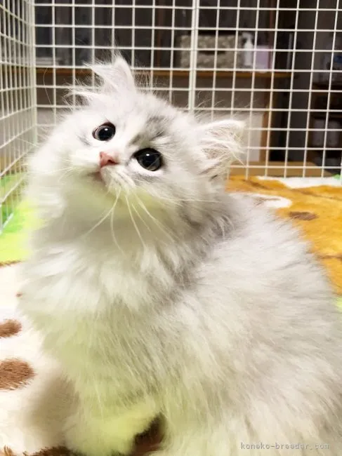 ID:2111-01102の子猫