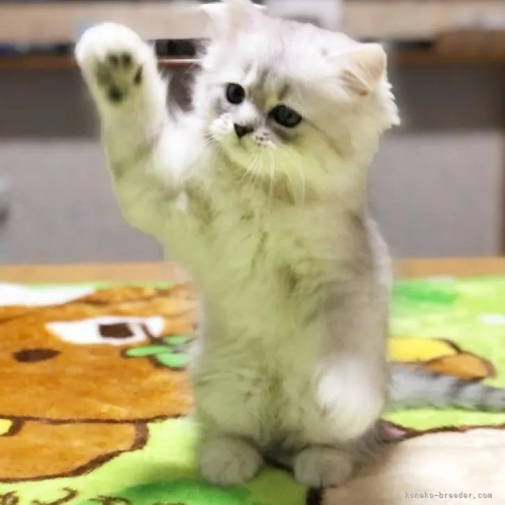 ID：2211-01719の子猫
