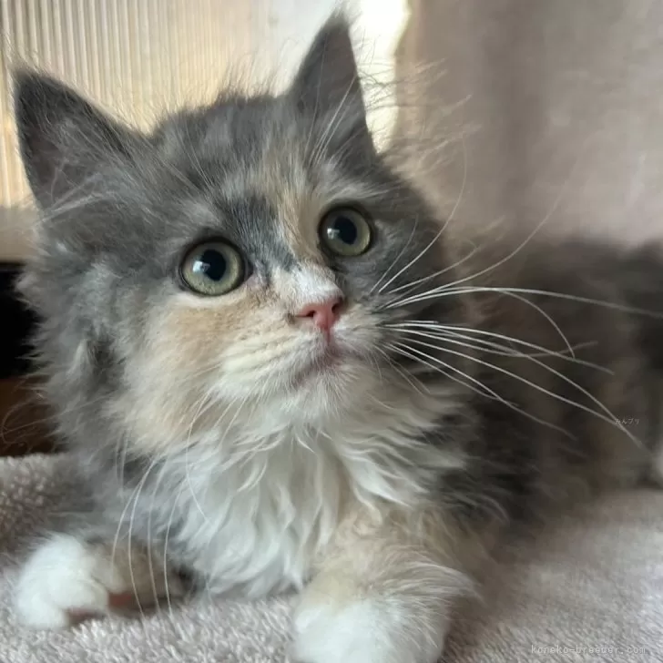 ID:2409-01176の子猫