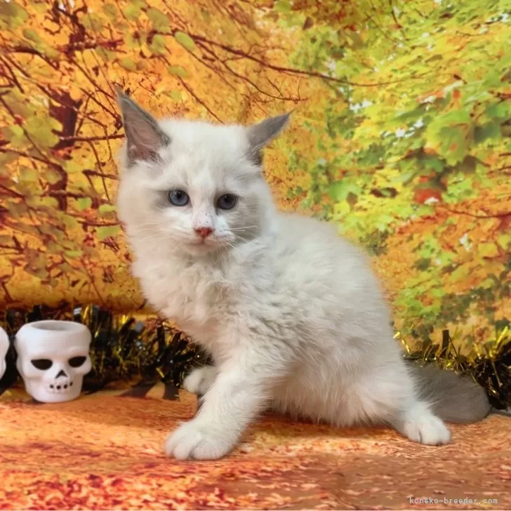 ID:2410-03287の子猫
