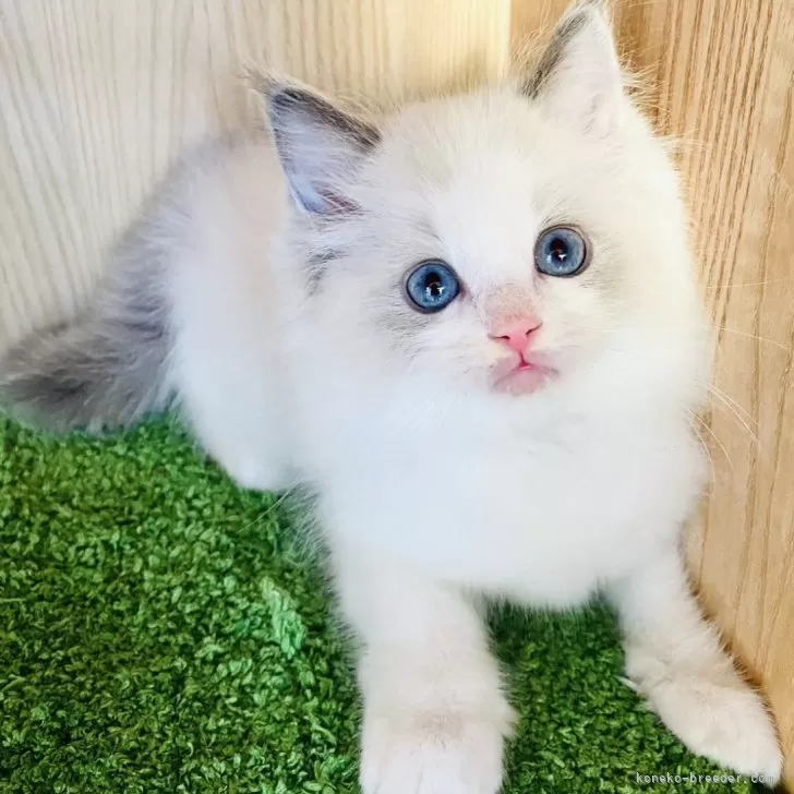 ID:2312-00747の子猫