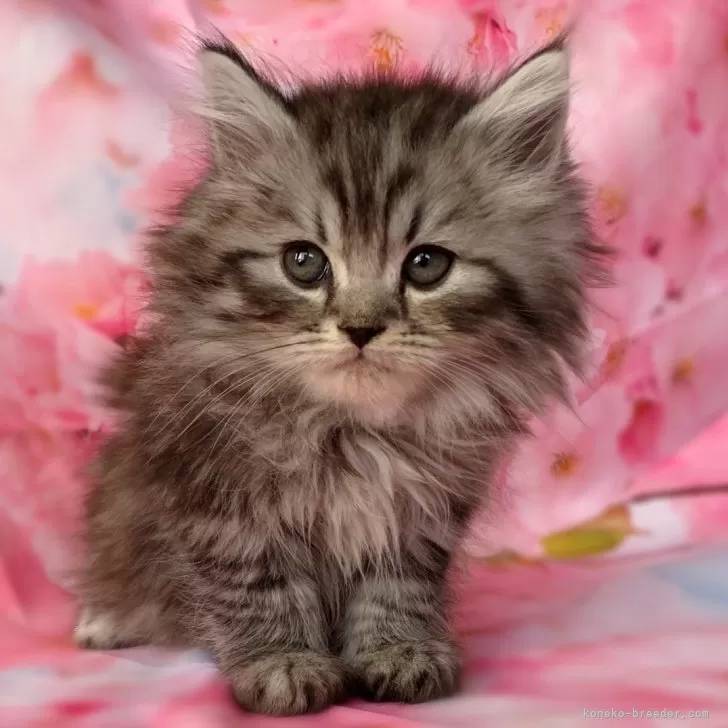ID:2405-02086の子猫