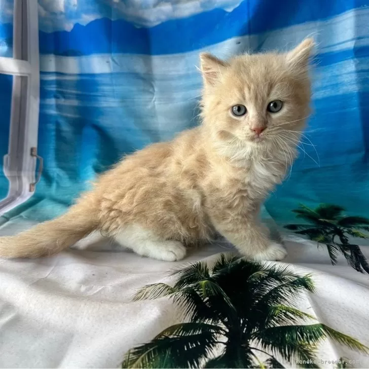 ID:2408-01787の子猫