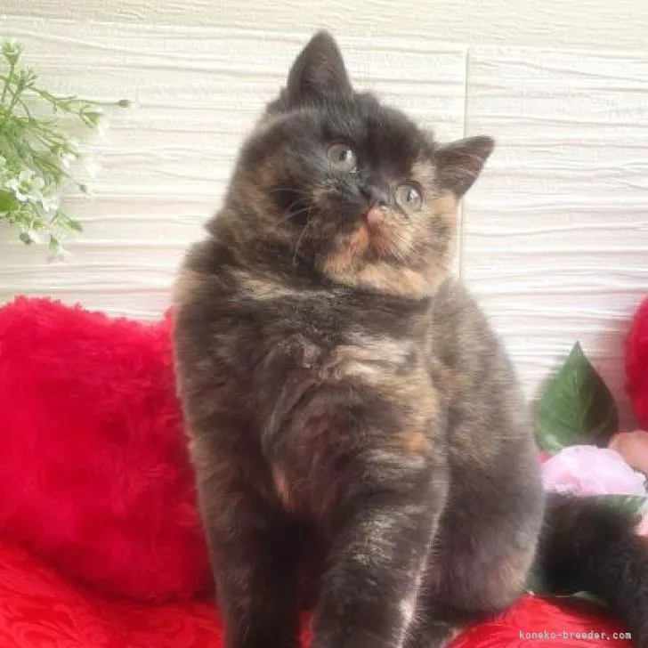ID:2210-02263の子猫