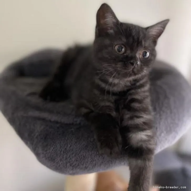 ID：2205-00868の子猫