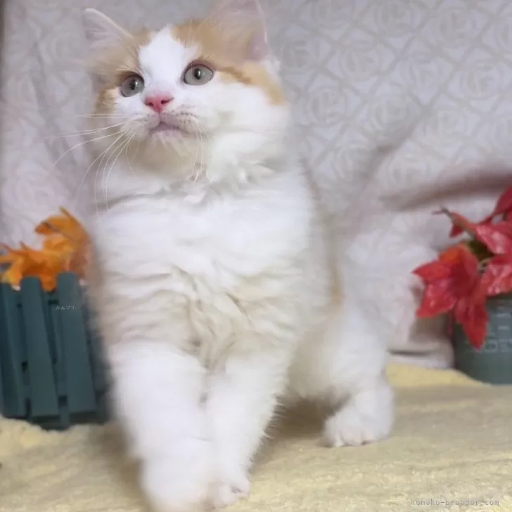 ID:2411-02987の子猫