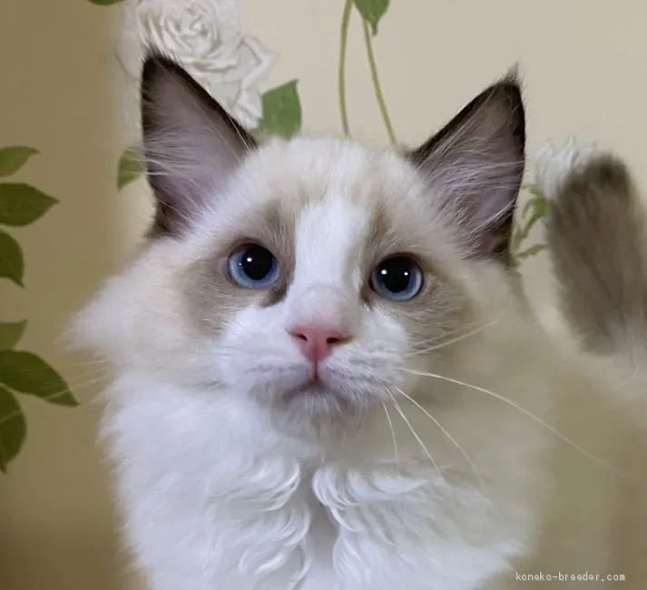 ID:2011-01338の子猫