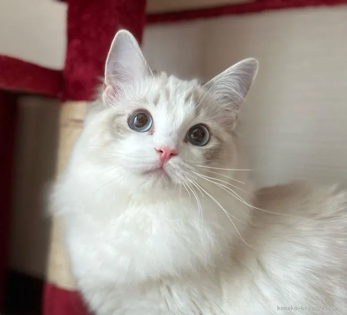 ID:2204-02865の子猫