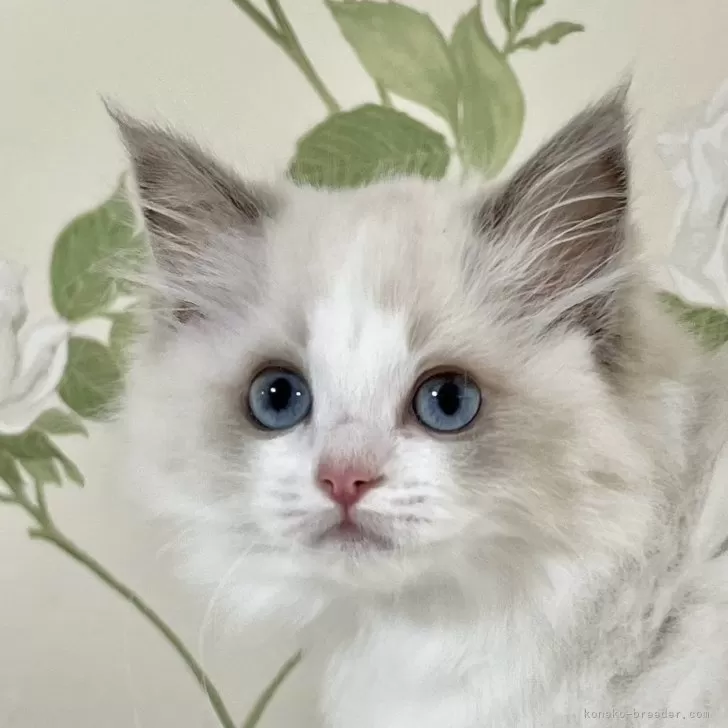 ID:2405-02270の子猫