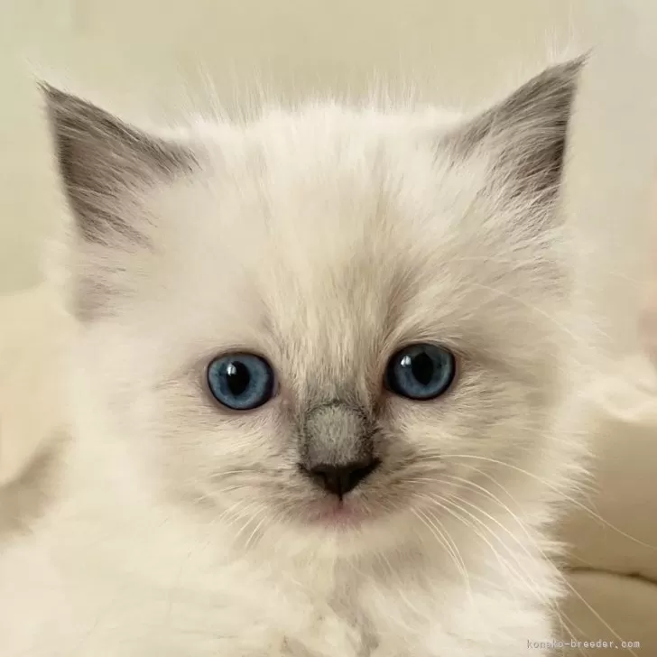 ID：2405-02271の子猫