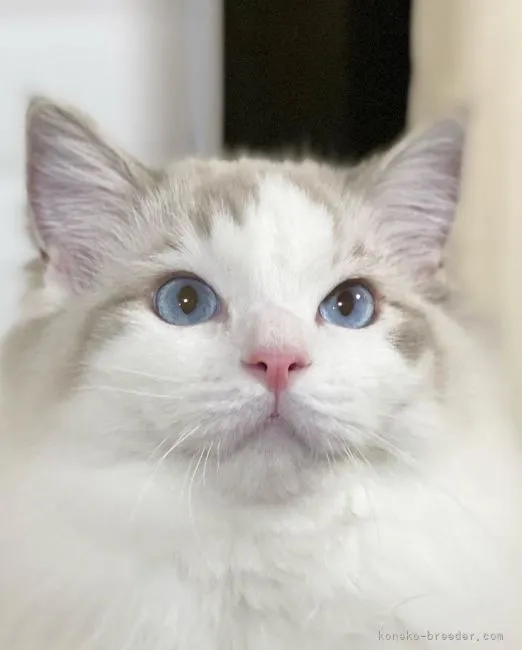 ID:2108-00676の子猫