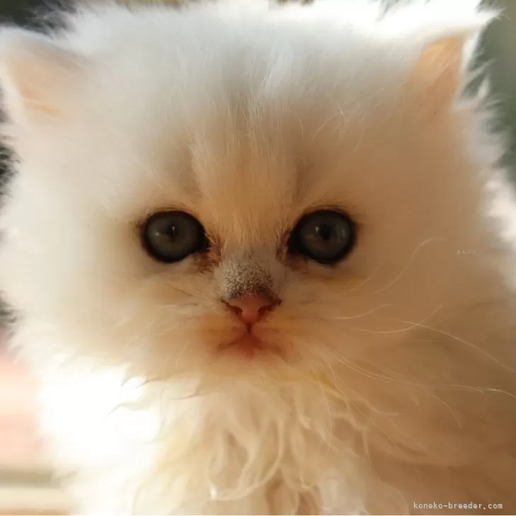 ID:2410-02849の子猫