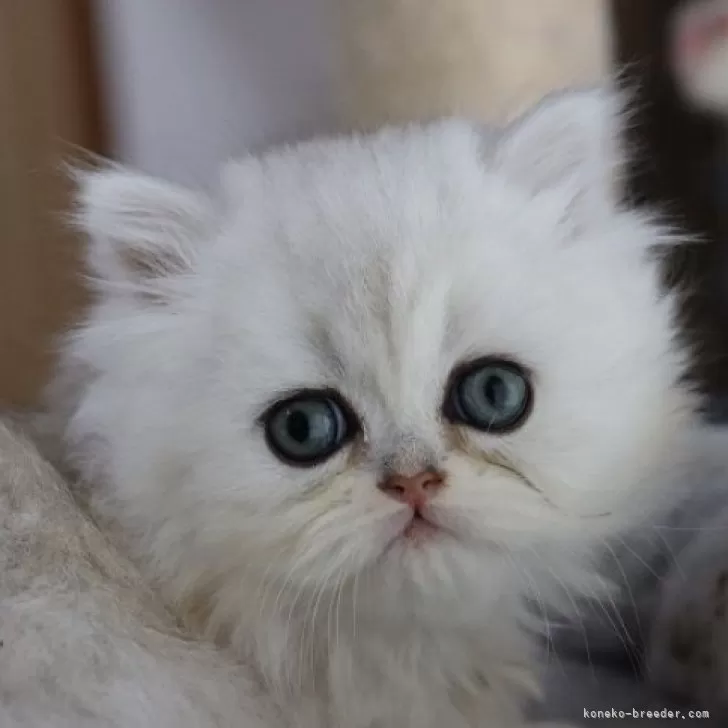 ID:2402-01472の子猫