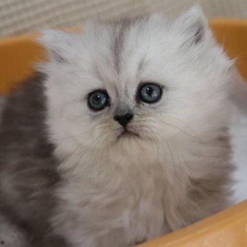 シェーデッドシルバーのペルシャ(チンチラ)の子猫を探す｜ブリーダー