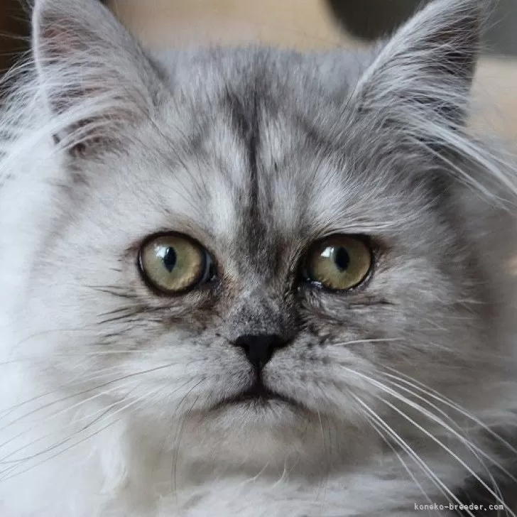 ID:2501-00379の子猫