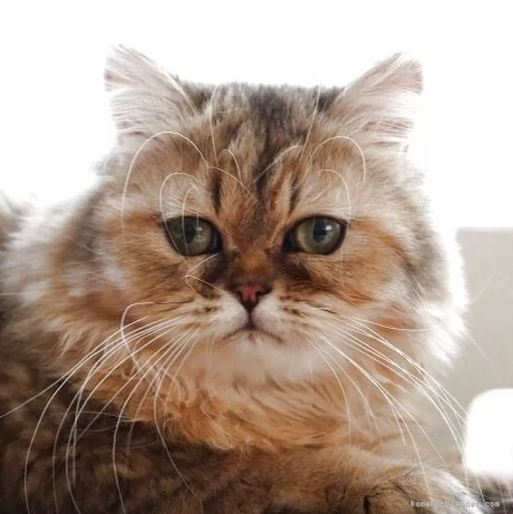 ID:2503-02249の子猫