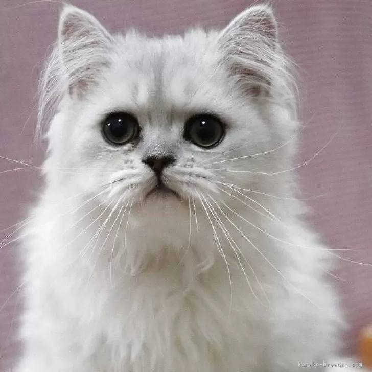ID:2504-00612の子猫