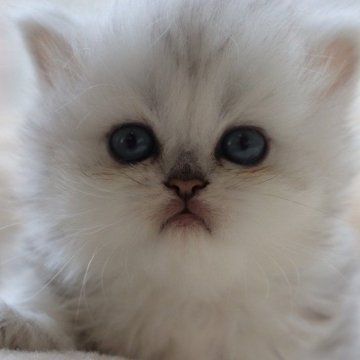 ペルシャ(チンチラ)【福岡県・男の子・2025年3月24日・チンチラシルバー（フワフワ）】の写真「キリッとした顔のハンサムくん」