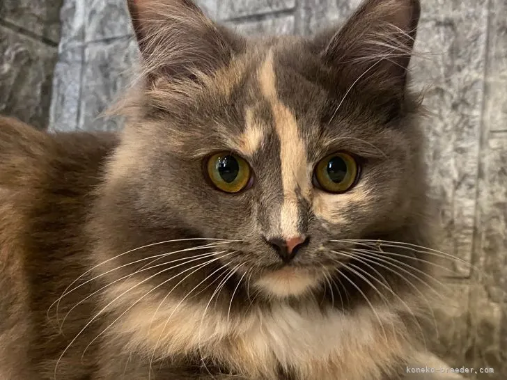 H.I 様のお迎えした子猫